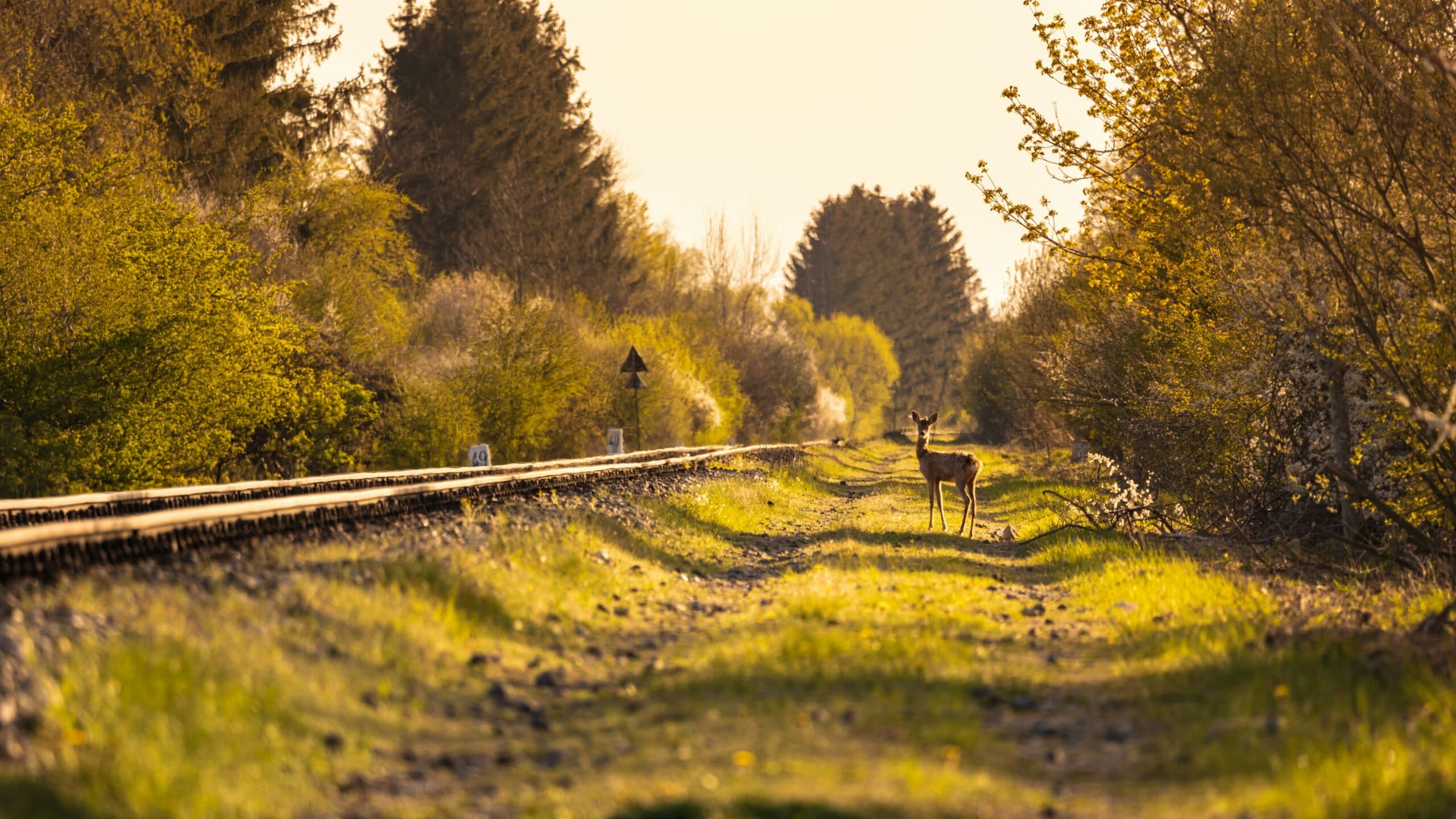 BDX Rail